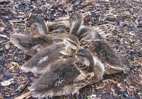 ducklings-on-wood-chips