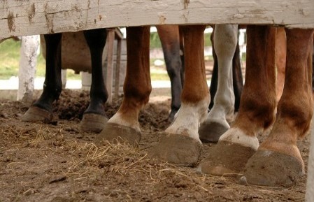 horse hooves at fence