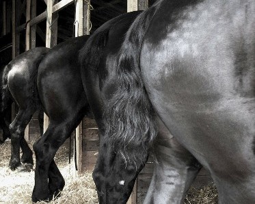 hind-quarters-black-horses-in-stalls-horse-photo-gallery