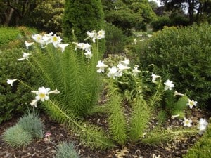 Christmas-lilies-being-grown-using-wood-chip-mulch-layers
