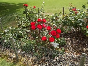 red-roses-growing-using-wood-chip-mulch
